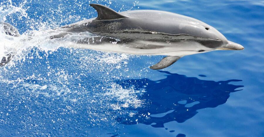 Genoa: Cetacean Watching Cruise with Marine Biologist Guide - The Pelagos Sanctuary Briefing