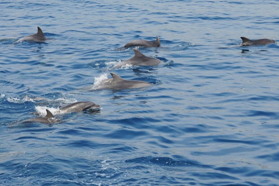 Genoa: Pelagos Sanctuary Whale Watching Cruise - Key points to know before you go