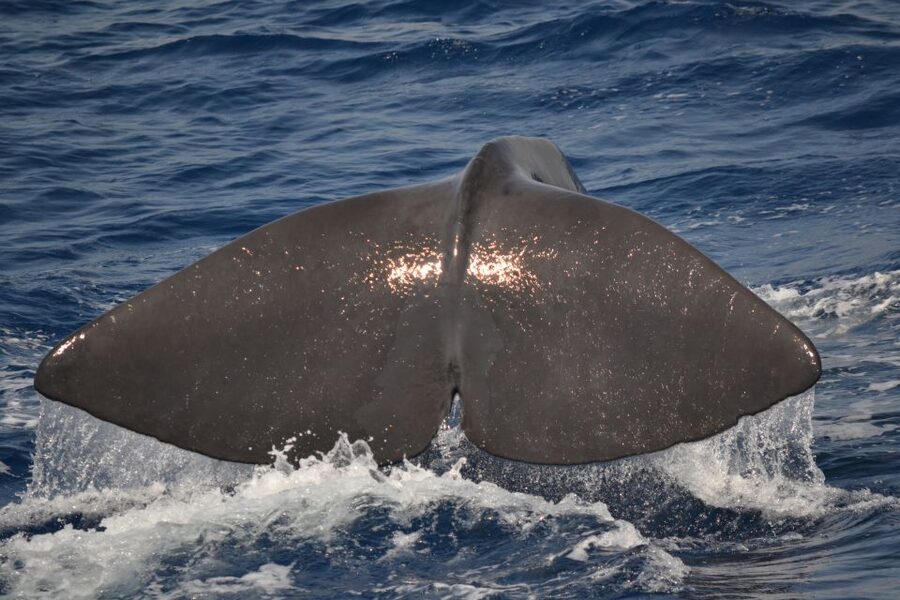 Genoa: Pelagos Sanctuary Whale Watching Cruise - Starting at Calata Mandraccio in Genoa’s Porto Antico