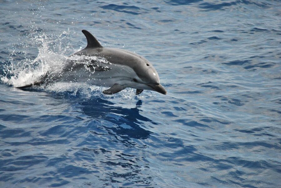 Genoa: Pelagos Sanctuary Whale Watching Cruise - Searching the Pelagos Sanctuary at 1,000 to 1,500 meters