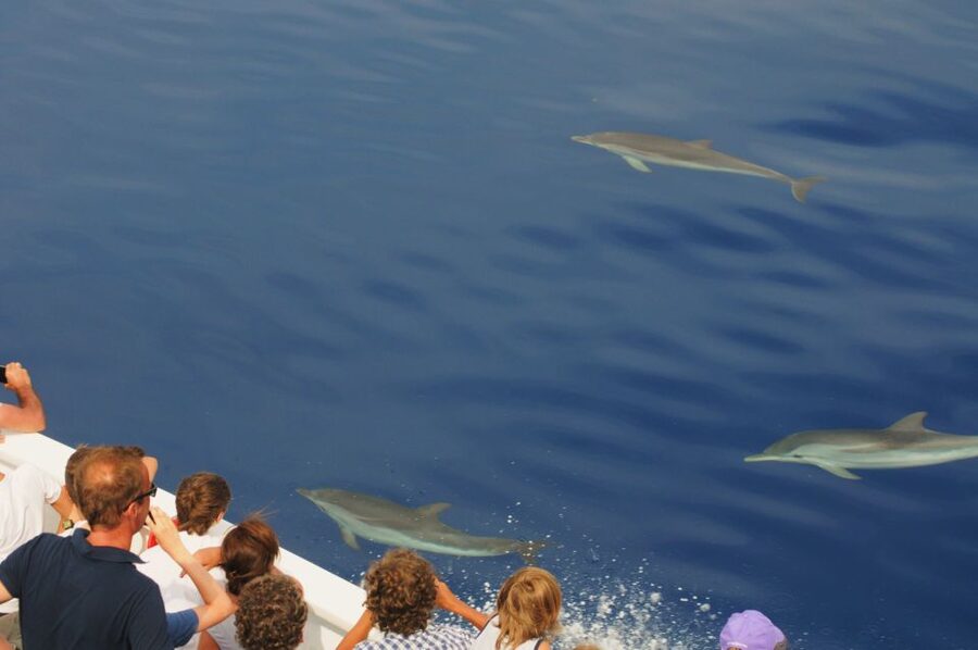 Genoa: Pelagos Sanctuary Whale Watching Cruise - The best and worst part: waiting
