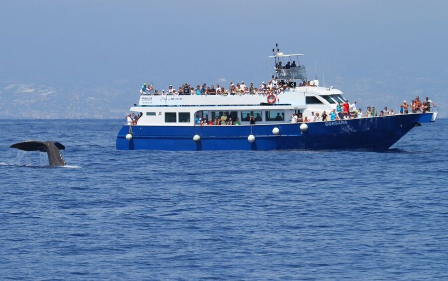 Genoa: Pelagos Sanctuary Whale Watching Cruise - Seasickness, accessibility, and timing concerns
