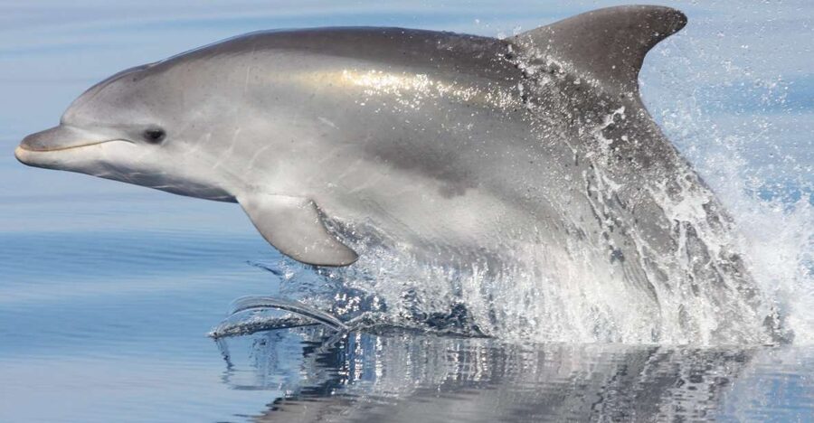 Golfo Aranci: Eco-Friendly Dolphin Watching Boat Trip - The five details that matter most