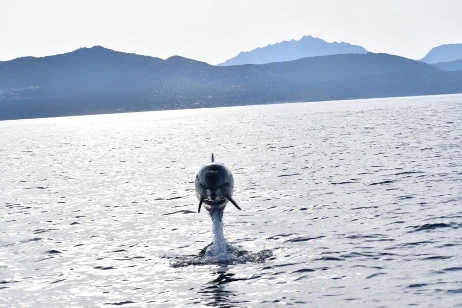 Golfo Aranci: Eco-Friendly Dolphin Watching Boat Trip - Waiting for the bottlenose dolphins