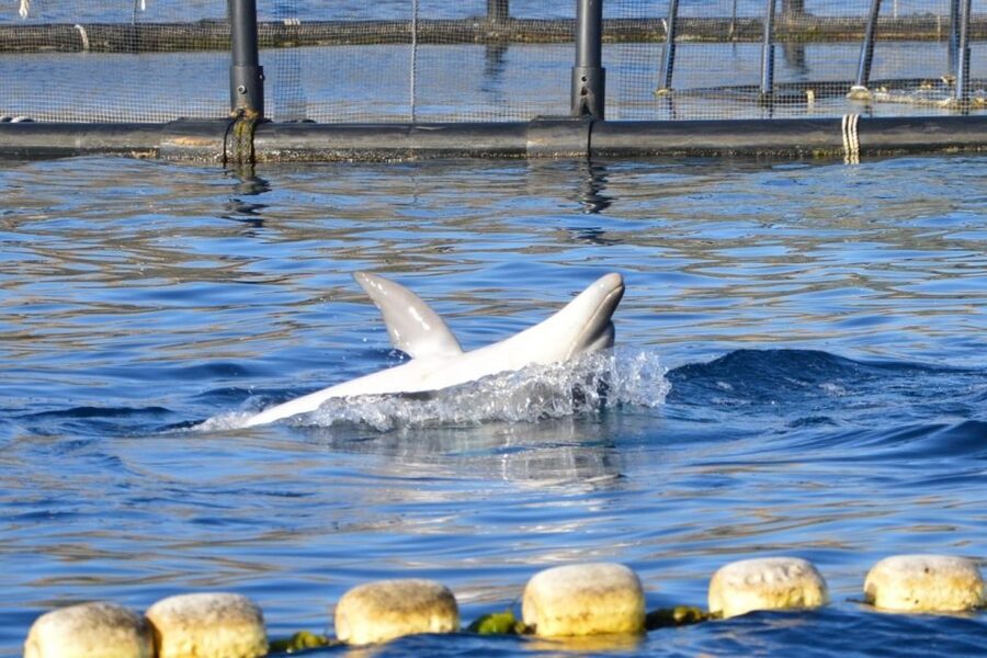 Golfo Aranci: Eco-Friendly Dolphin Watching Boat Trip - Why the eco-friendly approach matters