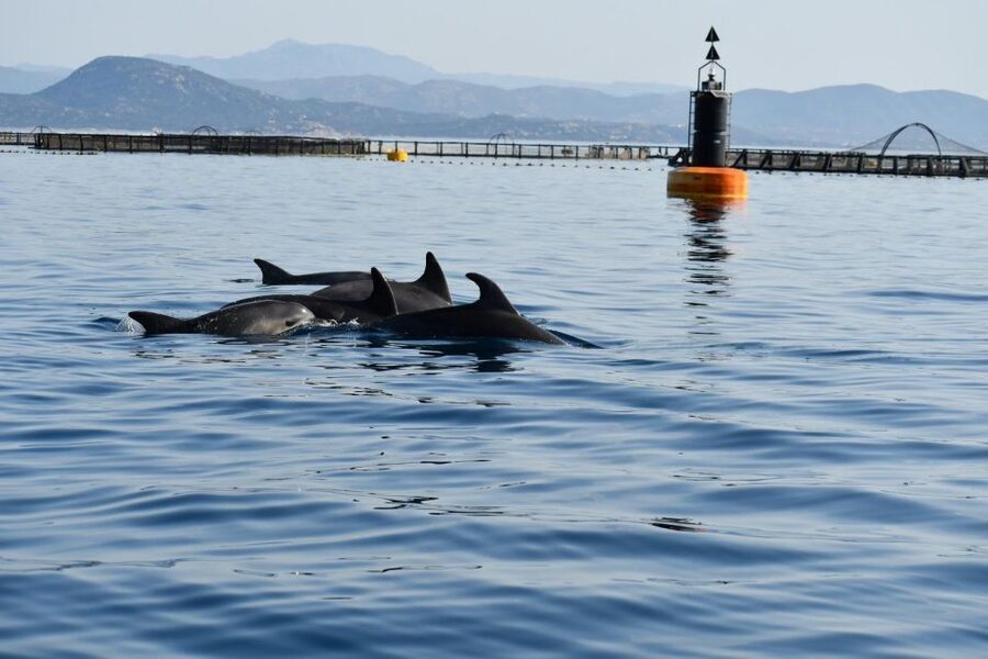 Golfo Aranci: Eco-Friendly Dolphin Watching Boat Trip - Choosing the best departure time