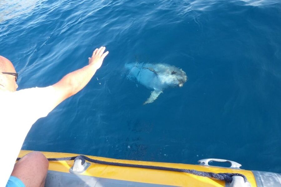 Golfo Aranci: Eco-Friendly Dolphin Watching Boat Trip - Who will enjoy this most?