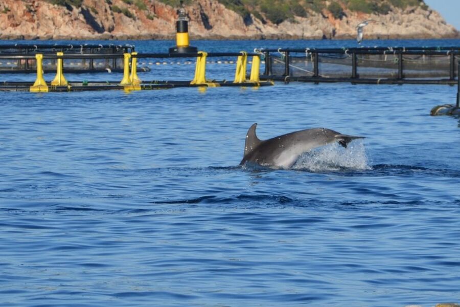 Golfo Aranci: Eco-Friendly Dolphin Watching Boat Trip - Should you book the Golfo Aranci dolphin trip?