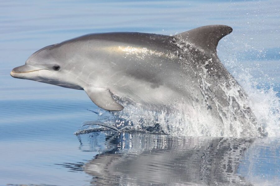 Golfo Aranci: Eco-Friendly Dolphin Watching Boat Trip - Crossing toward Figarolo Island