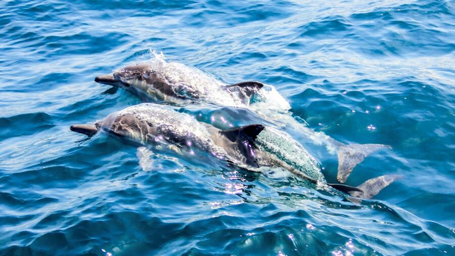 Heraklion: Dia Island Sailboat Cruise with Swimming and Meal - The return sail and sunset option