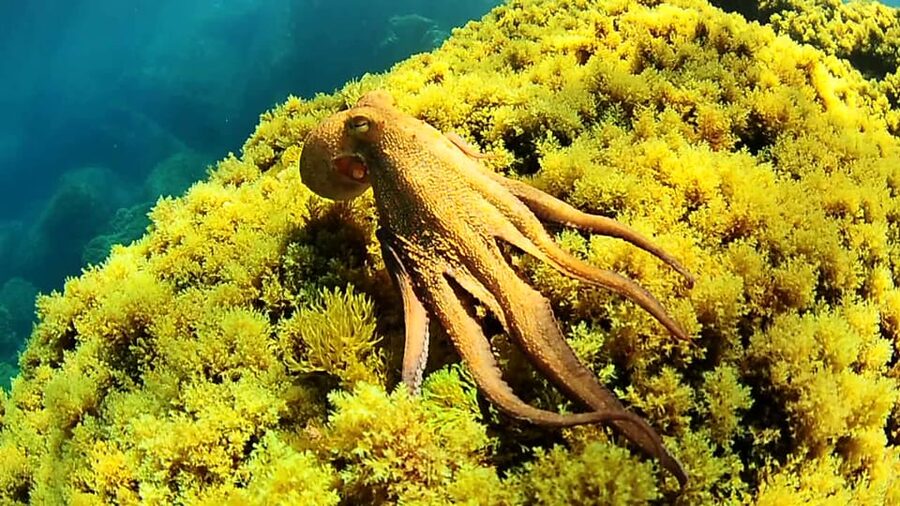 Ibiza: Snorkeling and SUP Paddle, Beach and Cave Boat Tour - Key Points to Know