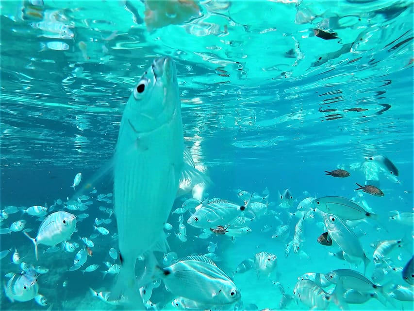 Ibiza: Snorkeling and SUP Paddle, Beach and Cave Boat Tour - Cala Bassa: White Sand and Turquoise Water