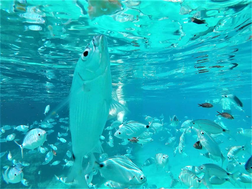 Ibiza: Snorkeling and SUP Paddle, Beach and Cave Boat Tour - What Is Included for $68