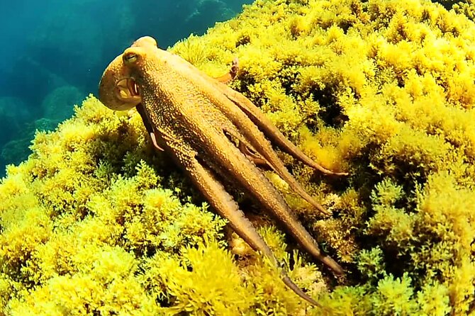 Ibiza Snorkeling Beach and Cave Tour - Snorkeling, paddleboarding, and family appeal