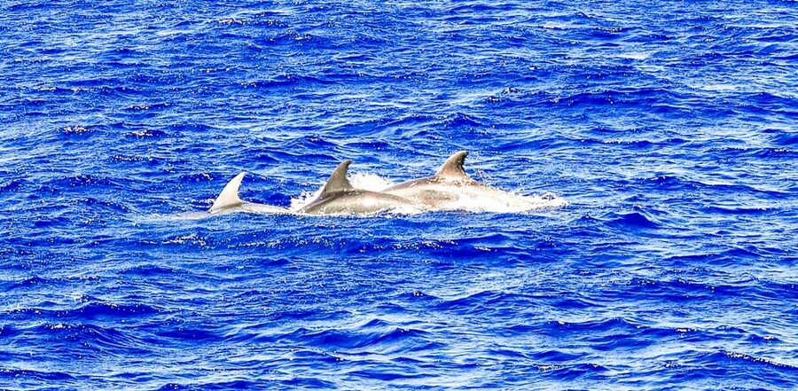 Mallorca: Dolphin Watching Cruise - Should You Book the Dolphin Cruise?