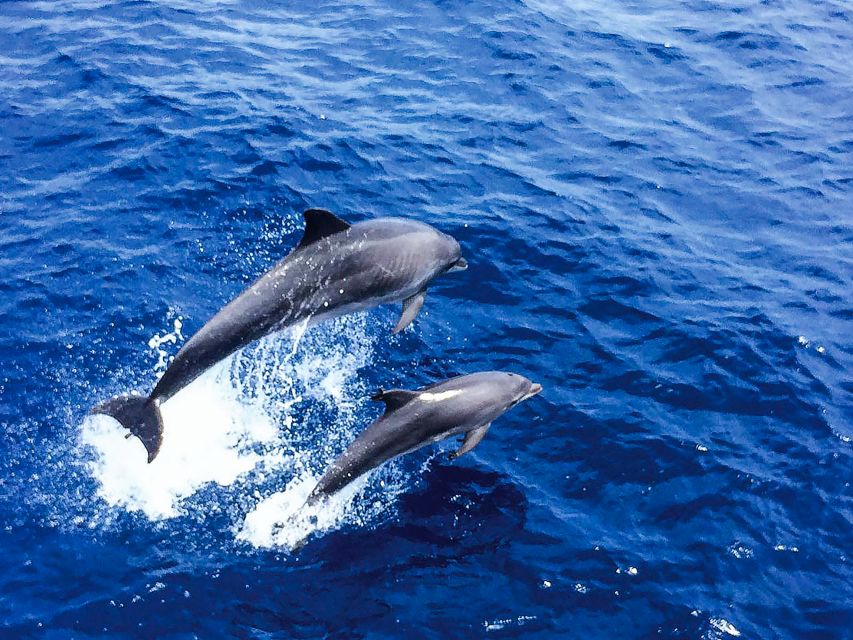 Mallorca: Dolphin Watching Cruise - Use the Lower Deck After the Dolphins Appear