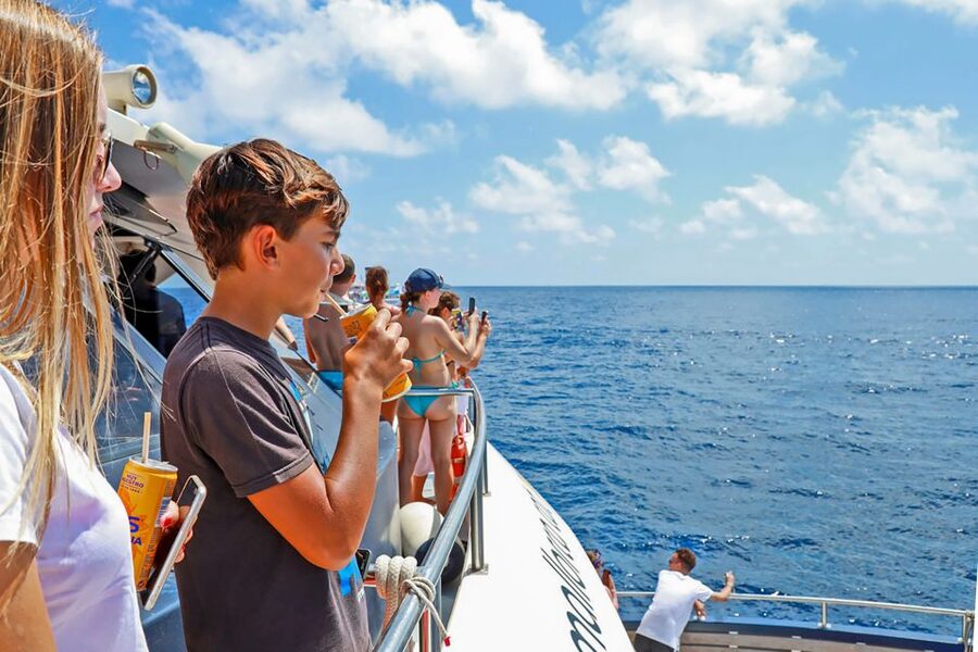 Mallorca: Dolphin Watching Cruise - What the €54 Price Buys You