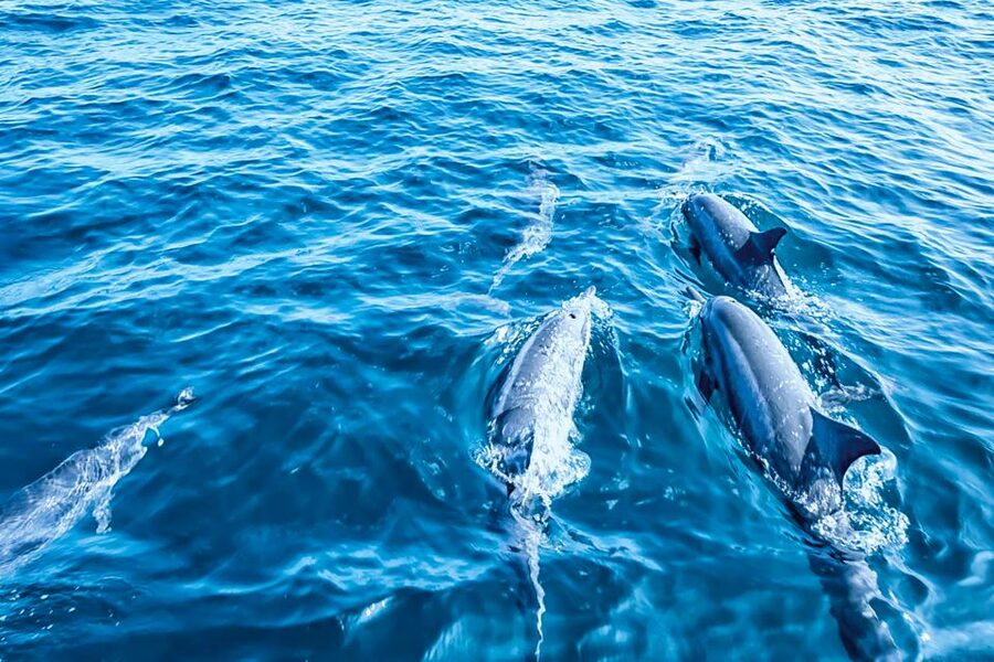 Mallorca: Dolphin Watching Cruise - Who Will Enjoy This Cruise Most
