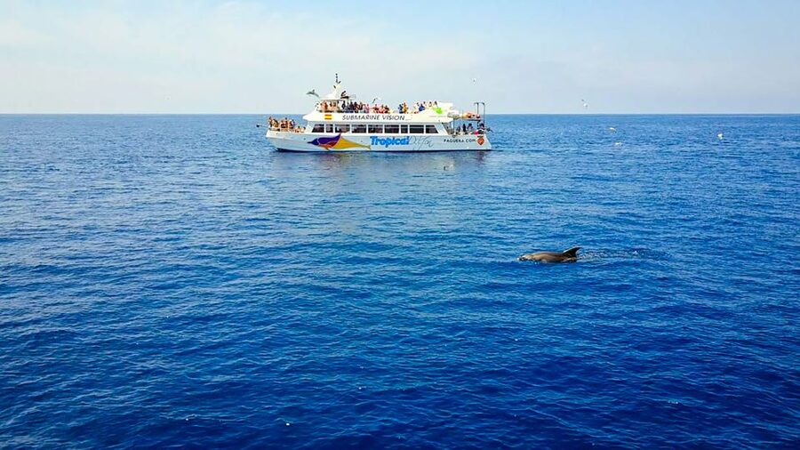 Mallorca: Dolphin Watching Cruise - Practical Tips for a Better Morning