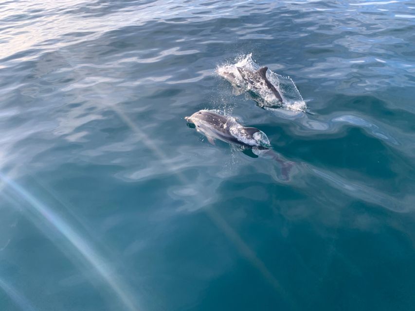 Marbella: Sailing & Dolphin Watching with Snacks and Drinks - How the Price Measures Up