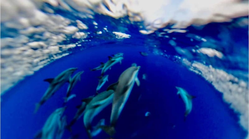 Naxos: Taormina Boat Tour with Snorkeling and Prosecco - Dolphins and Other Unplanned Moments