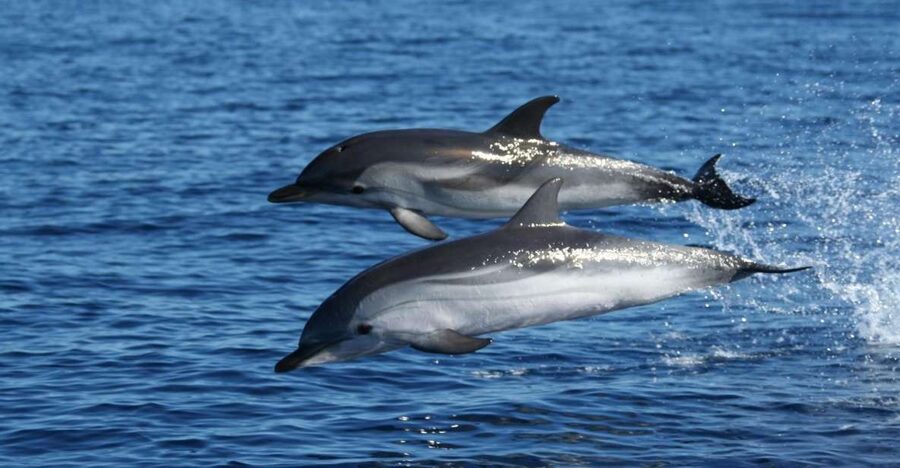 Olbia: Dolphin Watching & Snorkeling Boat Tour near Figarolo - Searching for dolphins along Capo Figari