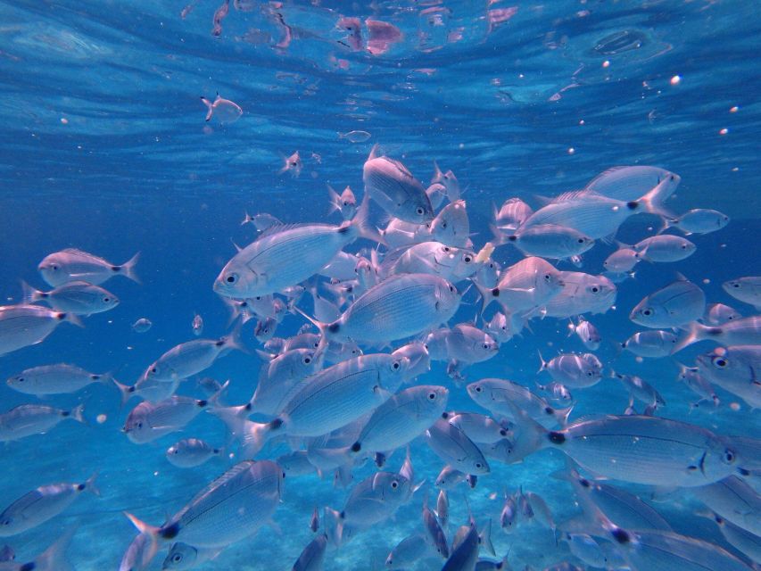 Olbia: Dolphin Watching & Snorkeling Boat Tour near Figarolo - Islands, cliffs, and the ride back