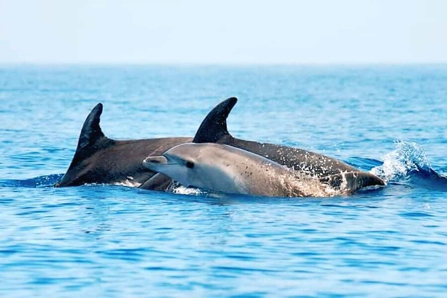 Olbia: Dolphin Watching & Snorkeling Boat Tour near Figarolo - What the guides add to the experience