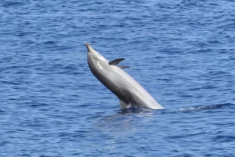 Olbia: Dolphin Watching & Snorkeling Boat Tour near Figarolo - Is $77 a fair price?