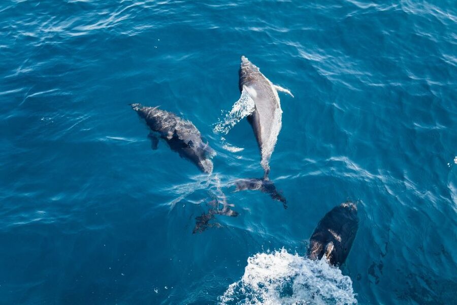 Olbia: Dolphin Watching & Snorkeling Boat Tour near Figarolo - Who should book this boat trip?