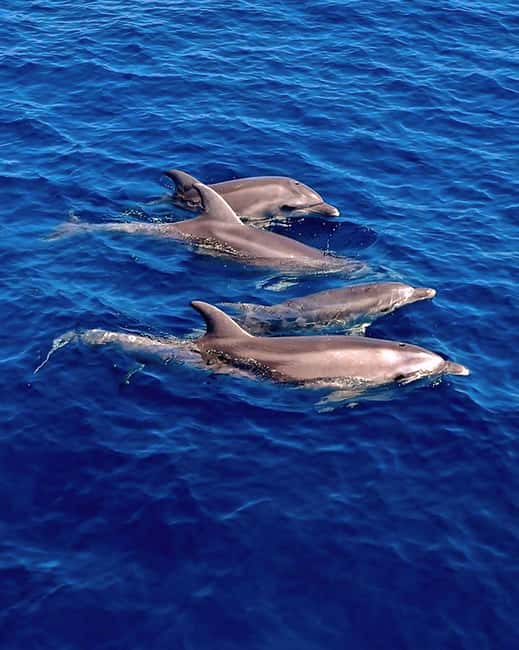 Olbia: Dolphin Watching & Snorkeling Boat Tour near Figarolo - Figarolo Island and the first swim