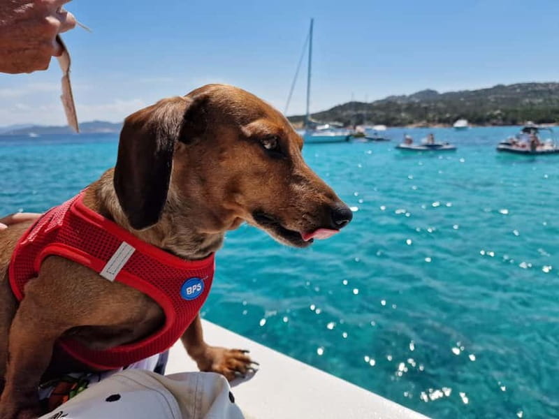Palau: La Maddalena Archipelago Boat Tour with 4 Stops - Budelli’s natural pools and the protected Pink Beach