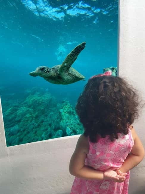 Paphos: Swim Cruise with Turtle Watching, Drinks & Aperol - The Vera K shipwreck from the glass cabin