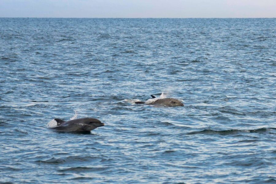 Poreč: Evening Boat Trip to Discover Dolphins - Sunset over the Adriatic