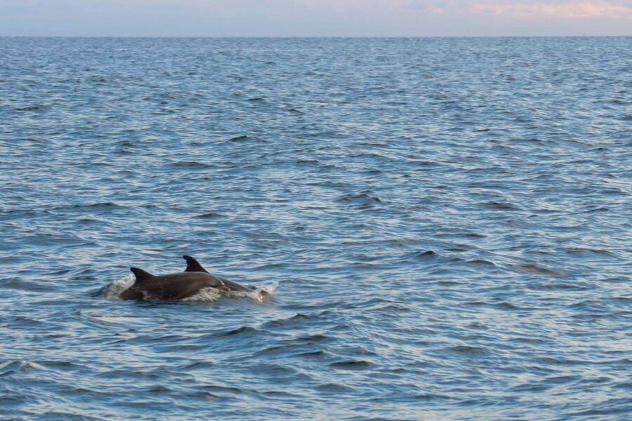 Poreč: Evening Boat Trip to Discover Dolphins - The first stretch along Istria’s west coast
