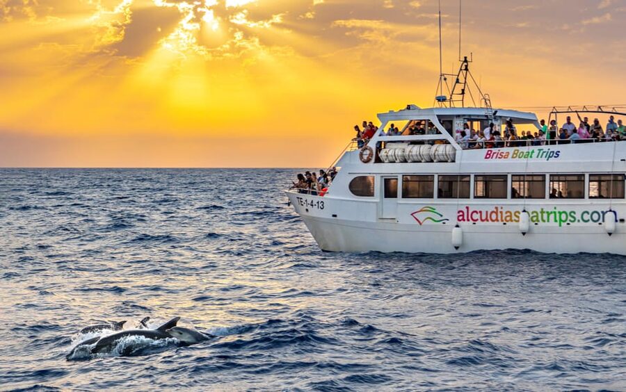 Port d'Alcudia: Sunrise at Sea & Dolphin Watching Boat Tour - Finding dolphins in open water