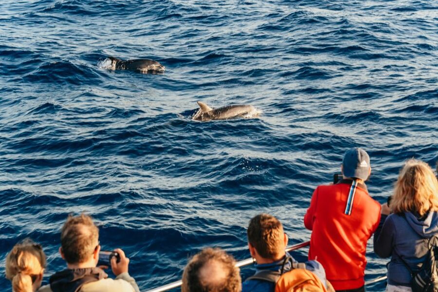 Port d'Alcudia: Sunrise at Sea & Dolphin Watching Boat Tour - Small details that make a big difference