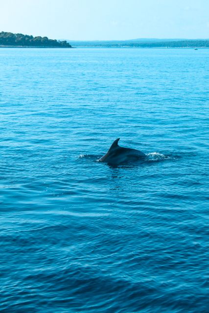Pula: Dolphin&Sunset Cruise in Brijuni with Dinner&Drinks - What makes this Pula cruise special
