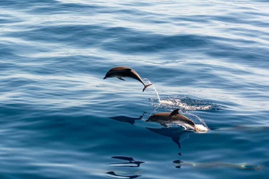 Pula: Dolphin&Sunset Cruise in Brijuni with Dinner&Drinks - How the dolphin watching works