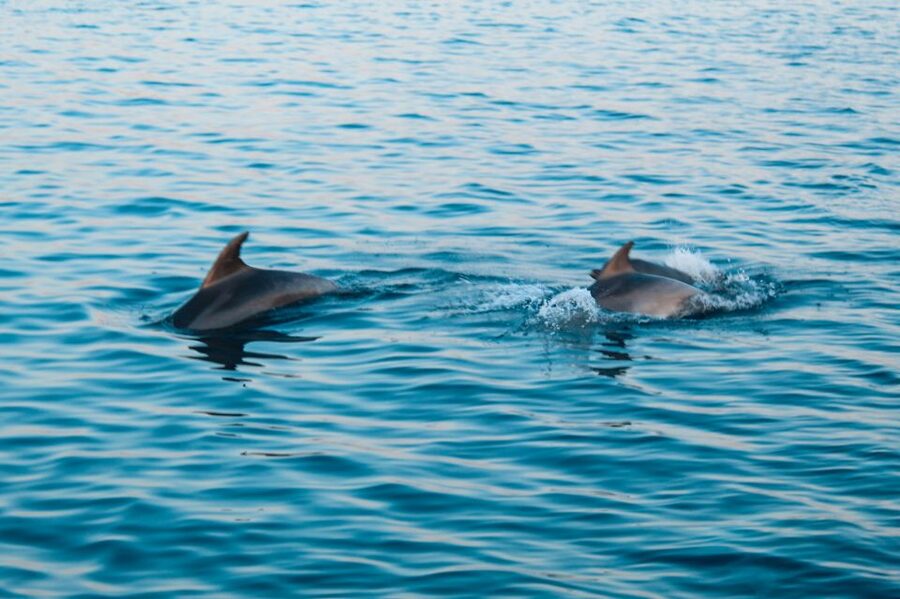 Pula: Dolphin&Sunset Cruise in Brijuni with Dinner&Drinks - Is $64 a good value?