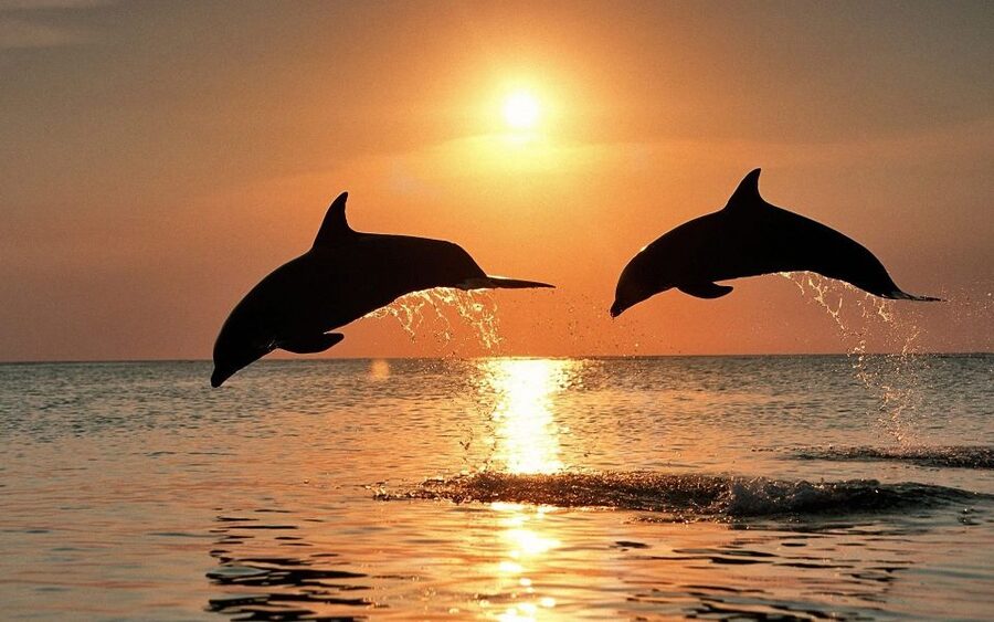 Pula: Dolphin&Sunset Cruise in Brijuni with Dinner&Drinks - Cruising around Brijuni National Park