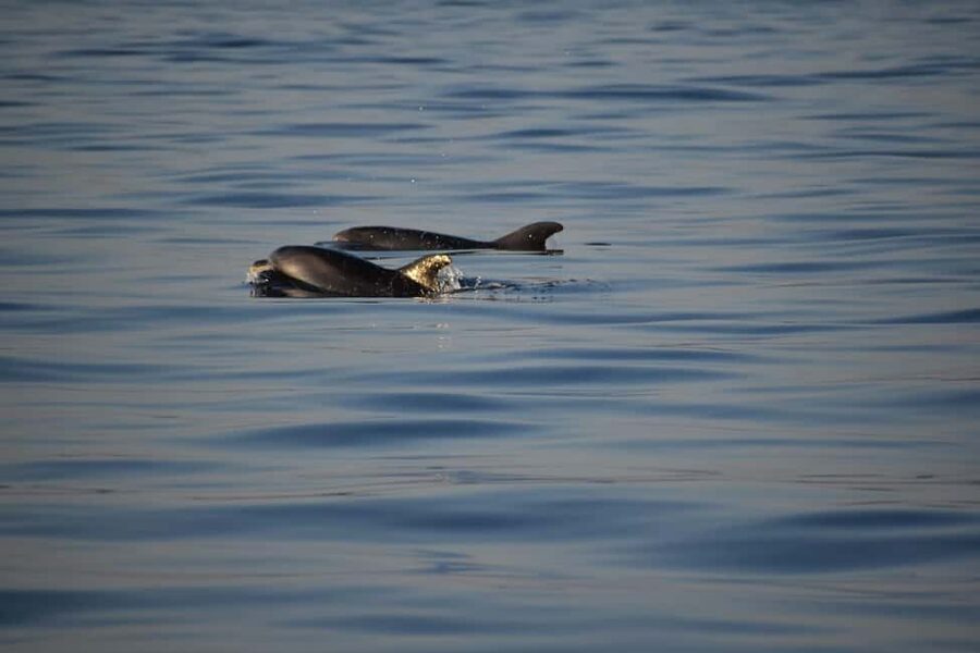 Rovinj: Sunset & dolphin group tours with Catamaran - Massimo’s Rovinj, told from the water