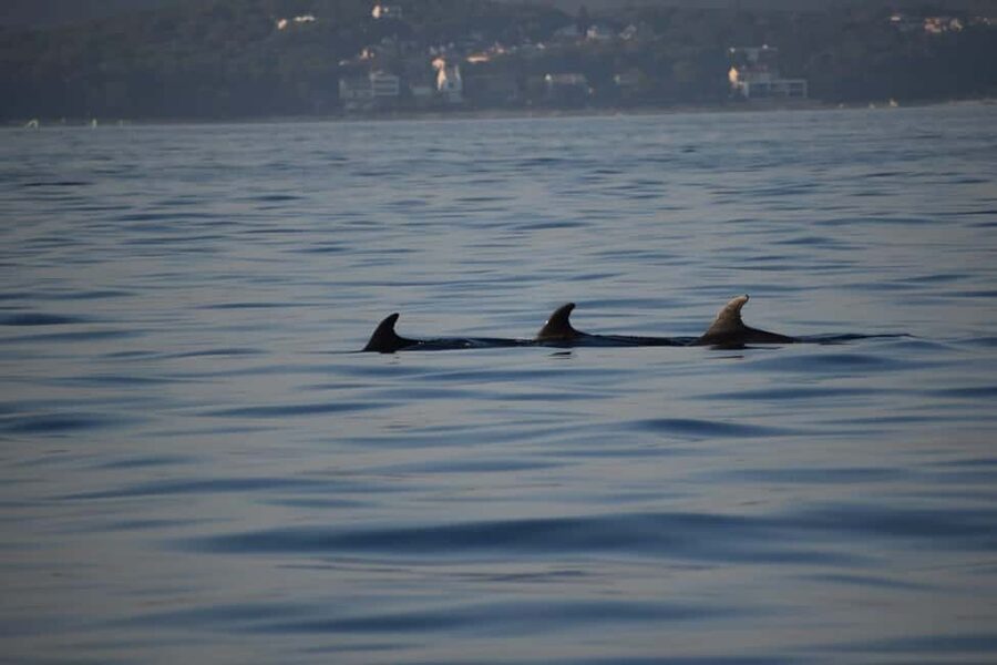 Rovinj: Sunset & dolphin group tours with Catamaran - Why the small group matters