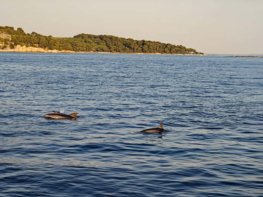 Rovinj: Sunset & dolphin group tours with Catamaran - Who should book this Rovinj sunset cruise?