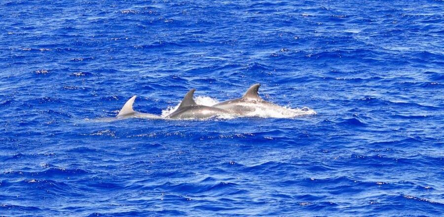 Santa Ponsa: Dolphin Watching Cruise - Key points before you book