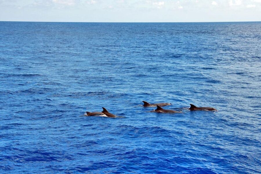 Santa Ponsa: Dolphin Watching Cruise - Leaving Santa Ponsa for Calvia Bay