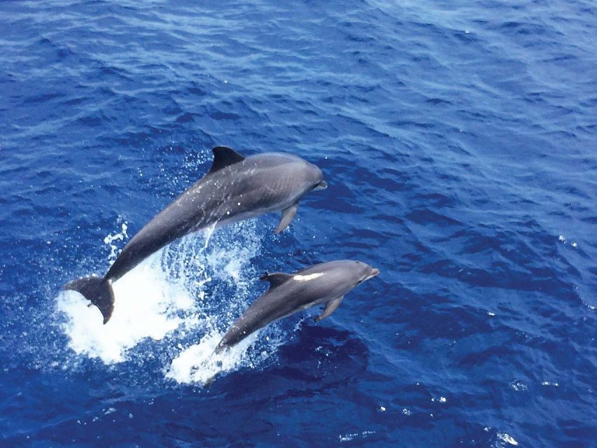 Santa Ponsa: Dolphin Watching Cruise - The boat itself: useful comfort, possible crowding