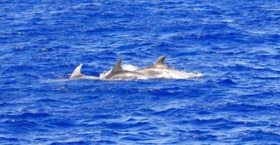 Santa Ponsa: Dolphin Watching Cruise