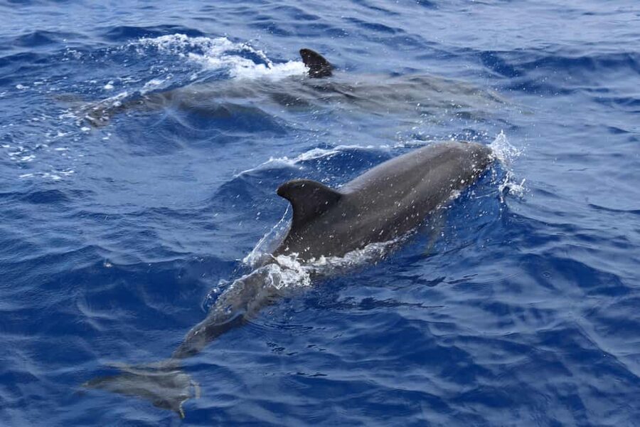 Santa Ponsa: Dolphin Watching Cruise - Returning along Mallorca’s southwest coast
