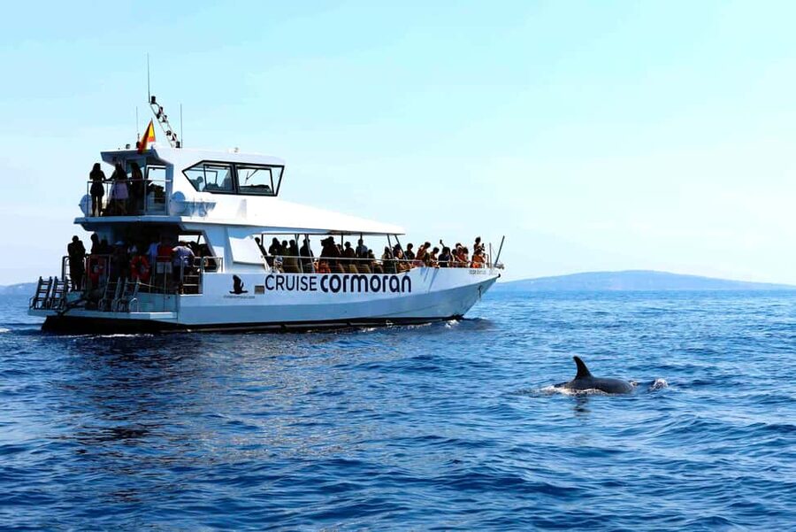 Santa Ponsa: Dolphin Watching Cruise - Is the lower viewing area glass-bottomed?